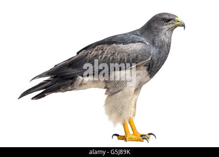 Chilenische blaue Adler - Geranoaetus Melanoleucus (17 Jahre alt) vor einem weißen Hintergrund Stockfoto