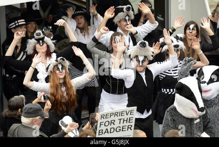 Aktivisten der League Against Cruel Sports inszenieren einen Protest gegen die vorgeschlagenen Dachs-Keulen an Bord der Thames Princess, Westminster, London. Stockfoto