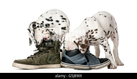 Zwei Dalmatiner Welpen Kauen Schuhe vor einem weißen Hintergrund Stockfoto