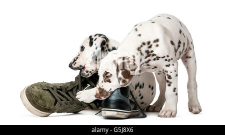 Zwei Dalmatiner Welpen Kauen Schuhe vor einem weißen Hintergrund Stockfoto