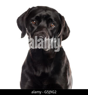 Nahaufnahme von einem Labrador vor einem weißen Hintergrund Stockfoto