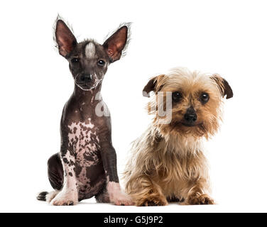 Chinese crested Dog Welpen und Yorkshire-Terrier sitzt vor einem weißen Hintergrund Stockfoto