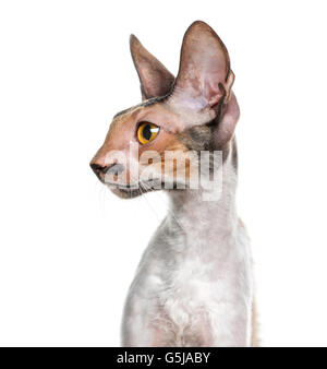 Nahaufnahme der Cornish Rex (10 Monate alt) vor einem weißen Hintergrund Stockfoto