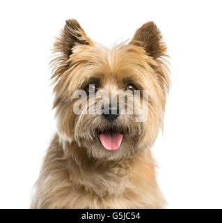 Nahaufnahme eines Cairn Terriers vor einem weißen Hintergrund Stockfoto