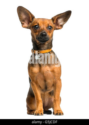 Pinscher sitzt vor einem weißen Hintergrund Stockfoto
