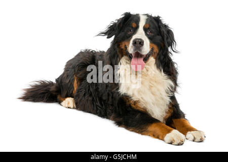 Berner Sennenhund liegend vor einem weißen Hintergrund Stockfoto