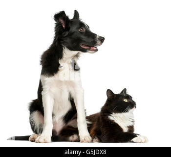 Border-Collie-Welpen und eine Katze vor einem weißen Hintergrund Stockfoto