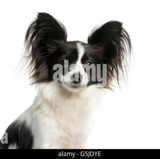 Nahaufnahme von einem Papillon vor einem weißen Hintergrund Stockfoto