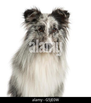 Nahaufnahme von einem Sheltie vor einem weißen Hintergrund Stockfoto