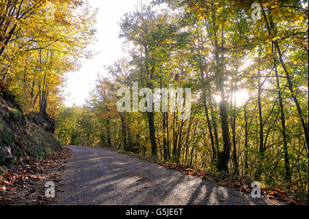 Kleiner Waldweg im Herzen der französischen Cevennen-Nationalpark im vollen Herbst Stockfoto