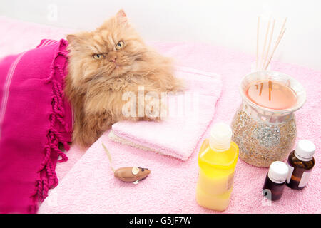 Hohen Winkel Ansicht der persische Katze ruht auf Handtuch Stockfoto