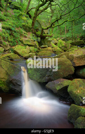 UK, Derbyshire, Peak District Padley Schlucht Wasserfälle im Sommer Stockfoto