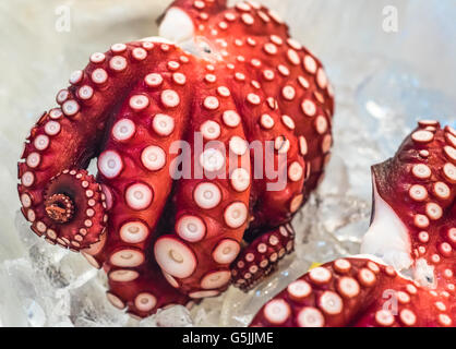 Red live Octopus in Tsukiji Fischmarkt, Tokio, Japan Stockfoto