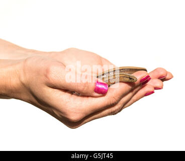 Hand mit geschiedenen Fragilis isoliert auf weiss. Stockfoto