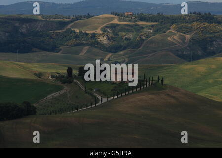 Tuscany Land Rollen Hügellandschaft mit Hügel Zypresse. Grüne Hügel Hügel Landschaft Stockfoto