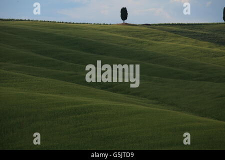 Tuscany Land Rollen Hügellandschaft mit Hügel Zypresse. Grüne Hügel Hügel Landschaft Stockfoto