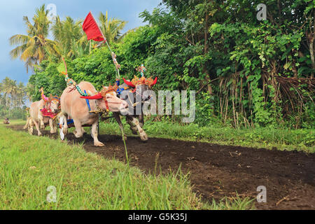 Bullen laufen dekoriert durch schöne Dekoration in Aktion auf traditionelle balinesische Wasserbüffel Rennen Makepung Stockfoto