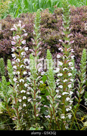 Weiße Blüten im Sommer-Spikes von dramatischen Laub mehrjährig, Acanthus mollis Stockfoto