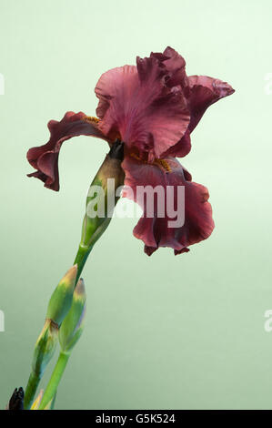 Iris Barbatus Blume auf hellgrünem Hintergrund, Nahaufnahme Stockfoto