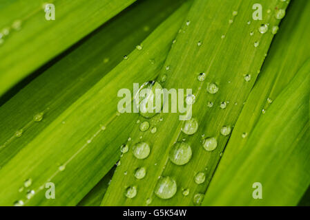 Wassertropfen auf Crocosmia verlässt. Stockfoto