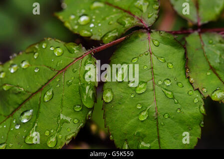 Wassertropfen auf den Blättern der Rosenbusch. Stockfoto