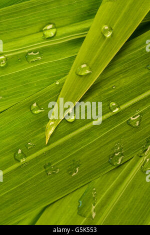 Wassertropfen auf Crocosmia verlässt. Stockfoto