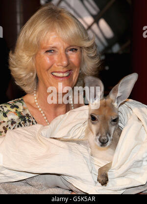 Die Herzogin von Cornwall hält ein joey Kangaroo namens Ruby Blue, als sie die Cattle Rancher's Hall of Fame in Longreach, Australien, auf der zweiten Etappe einer Diamond Jubilee Tour in Papua-Neuguinea, Australien und Neuseeland besucht. Stockfoto