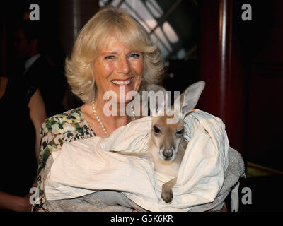 Die Herzogin von Cornwall hält ein joey Kangaroo namens Ruby Blue, als sie die Cattle Rancher's Hall of Fame in Longreach, Australien, auf der zweiten Etappe einer Diamond Jubilee Tour in Papua-Neuguinea, Australien und Neuseeland besucht. Stockfoto