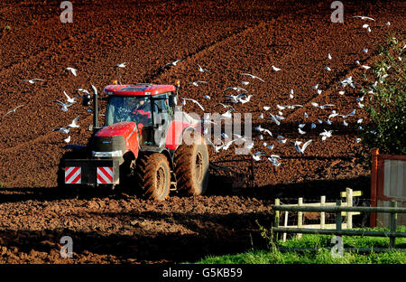 Möwen folgen einem Traktor, der auf einem Feld in Croxall, Staffordshire, nach Weizen pflügt. Stockfoto