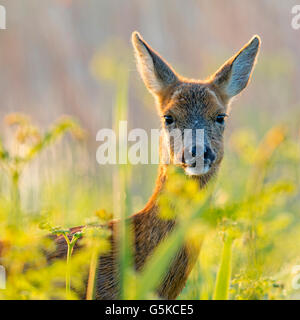 Weibliche Rehe Stockfoto