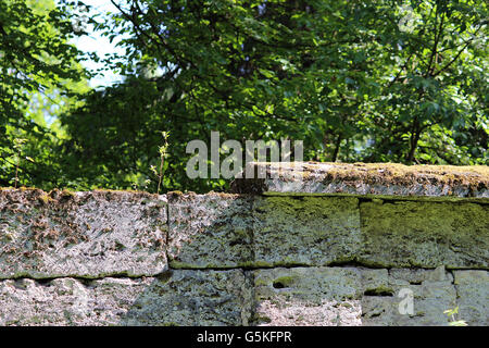 Baum wächst in der Wand nahe dem Park Sylvia Stockfoto