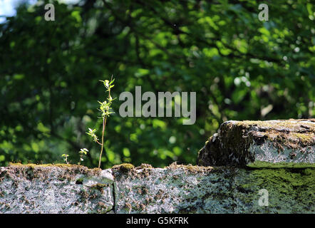 Baum wächst in der Wand nahe dem Park Sylvia Stockfoto