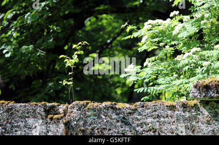 Baum wächst in der Wand nahe dem Park Sylvia Stockfoto