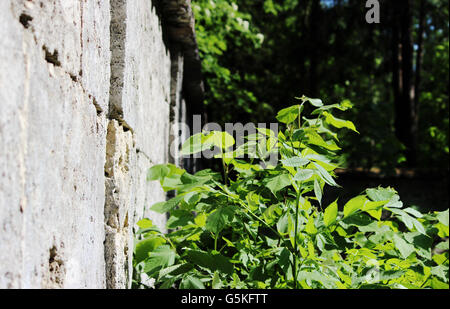 Beschaffenheit der Wände. berühmte Gattschina Stein Silvia park Stockfoto