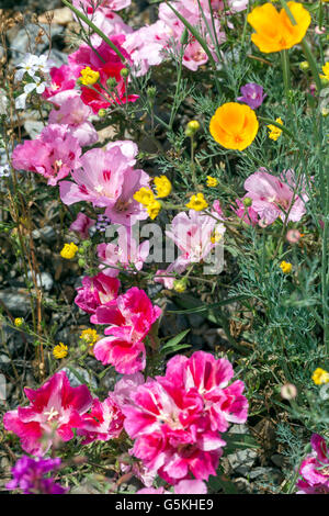 Wiese Blumen Godetia Clarkia Amoena Stockfoto