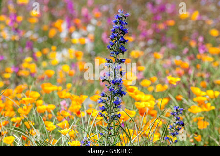 Echium vulgare, Viper's Bugloss und Blütengras blühen auf bunten Wiesen, Sommergartenblumen Viper's Bugloss Echium vulgare Stockfoto