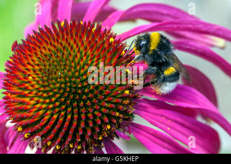 Echinacea, Buff-Tail Hummel aus nächster Nähe Bombus terrestris Pollen Bombus terrestris auf Blume Insektenconeflower aus nächster Nähe Stockfoto