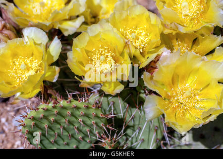 Kaktuskaktus Opuntia humifusa gelb blühende Stachelblüten Sukkulent Stockfoto