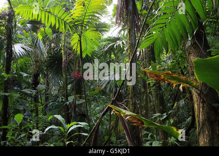 Tiefland-Regenwald nahe Strand im Nationalpark Tortuguero, Karibikküste Costa Rica. Stockfoto