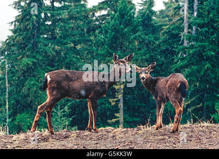 SCHWARZEN SCHWEIF REH IM FRÜHEN SCHNEESTURM AUF HURRICANE RIDGE; (ODOCOILEUS COLUMBIANUS); OLYMPIC NATIONALPARK; WASHINGTON; USA Stockfoto