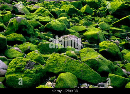 Flusssteine mit grünem Moos & Flechten bedeckt Quillayute River Delta, Pacific Ocean, Olympic Peninsula, La Push, Washington-USA Stockfoto