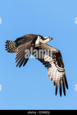 Fischadler im Flug, Pandion Haliaetus, Sea Hawk, Fischadler, Fluss Hawk, Hawk Fisch, Raptor, Chaffee County, Colorado, USA Stockfoto