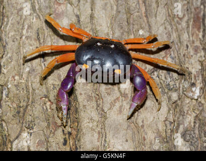 Mundlosen Krabbe, auch bekannt als Jack-o-Lantern oder Halloween Krabbe, Gecarcinus quadratus im Corcovado Nationalpark, Halbinsel Osa, Costa Rica Stockfoto