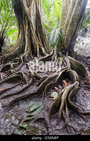 Oberflächlichen Wurzeln, Tieflandregenwald, Corcovado Nationalpark, Costa Rica Stockfoto