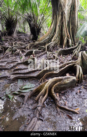 Oberflächlichen Wurzeln, Tieflandregenwald, Corcovado Nationalpark, Costa Rica Stockfoto