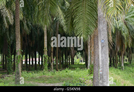 Palmöl-Plantage in der Nähe von Quepos, CR. Diese Monokulturen unterstützen sehr wenig Tiere und trägt zum Verlust der biologischen Vielfalt Stockfoto