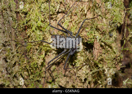 Spinne, Amblypygi, auch bekannt als ein schwanzloser Peitsche Scorpion Peitsche Stockfoto