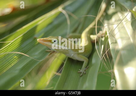 Eine Eidechse auf dem Blatt einer kleinen Palme sitzen. Stockfoto