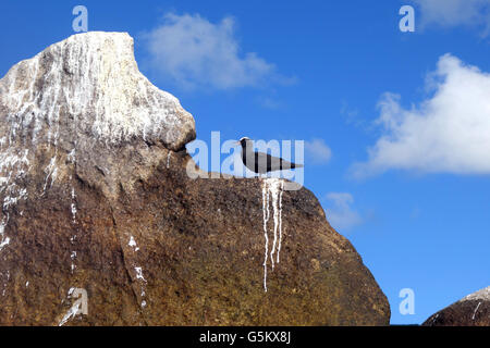 Schwarzer Noddy Seeschwalbe (Anous Minutus) keuchend in der Hitze, Mermaid Bay, Lizard Island, Great Barrier Reef, Queensland, Australien Stockfoto