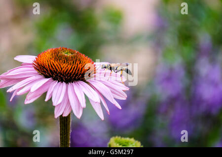 Ein schwarz-gelber Schlammtöchter, Sceliphron caementarium, auf einem Koneflor, Echinacea, in einem Garten in Oklahoma, USA. Stockfoto